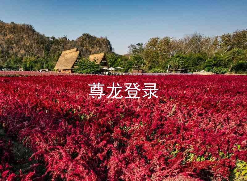 尊龙登录